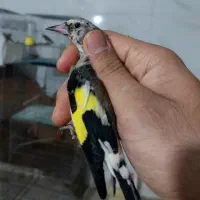 فنچ سهره کال و سیبیل قناری|پرنده|اصفهان, جاوان|دیوار
