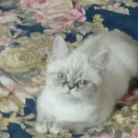 واگذاری گربه