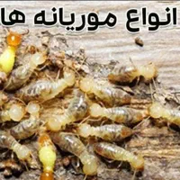 سمپاشی موریانه زدایی٪سم پاشی کل اهواز٪باضمانت کتبی|خدمات نظافت|اهواز, اسلام آباد شرقی|دیوار