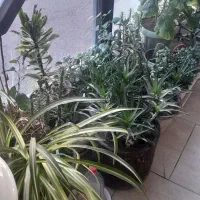 گلدان بزرگ سفالی عتیقه وجاسیگاری قدیمی|کلکسیون اشیاء عتیقه|زنجان, |دیوار