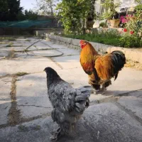 تخم نطفه دار