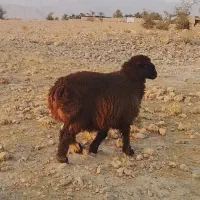 بره