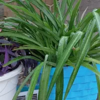 گل طبیعی اشک تمساح و گل گندمی