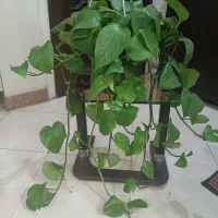 سانسوریا دیاموند سینگونیوم یال فرشته صورتی(*)