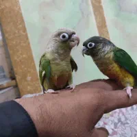 گرینچک|پرنده|سراوان, |دیوار