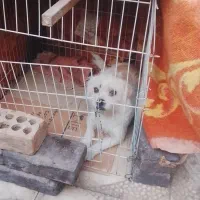 فروشی**|سگ|زرند, |دیوار