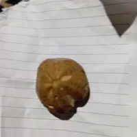 فسیل دریایی نایاب