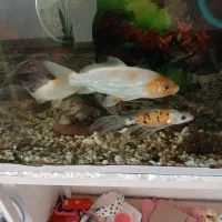 ماهی کوی|ماهی|اصفهان, کردآباد|دیوار