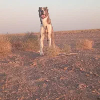 سگ...|سگ|خواف, |دیوار