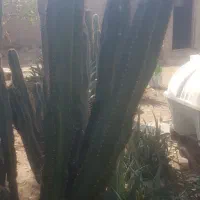 کاکتوس|گل و گیاه طبیعی|آبپخش, |دیوار