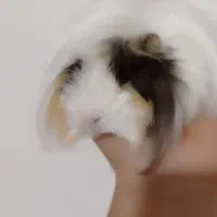 خوکچه هندی اهلی با وسایل|موش و خرگوش|آذرشهر, |دیوار