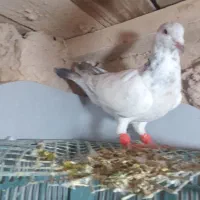 کفتر پرشی|پرنده|دشتابی, |دیوار