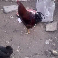 فروش خروس گلین|حیوانات مزرعه|گتوند, |دیوار