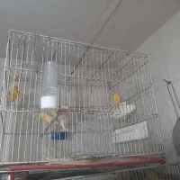 جوجه قناری