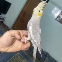 عروسی هلندی ماده گاز میگیره چون تو قفس زیاد بوده|پرنده|بندرعباس, |دیوار