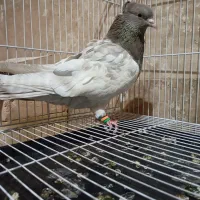 کله ماده معاوضه با ماده طوقی