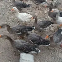 فروش غاز محلی|پرنده|اصفهان, پارک مشتاق|دیوار