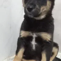 توله سگ روت وایلر|سگ|کرمانشاه, |دیوار