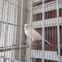 قناری ماده|پرنده|سیرجان, |دیوار