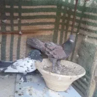 کفتر نقش و پرشی و پلاکی|پرنده|زارچ, |دیوار