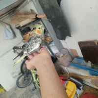 عروس هلندی نر