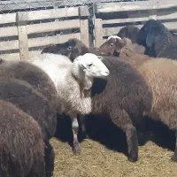 فروش گوسفند بره نر قربانی