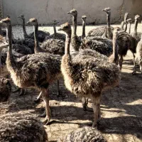 فروش جوجه شترمرغ|حیوانات مزرعه|شریف‌آباد, |دیوار