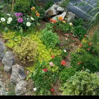 باغبانی سم  پاشی درختان در تمام نقاط شهر|خدمات باغبانی و درختکاری|مشهد, آزادشهر|دیوار