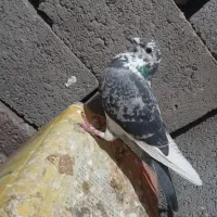 مگسی ابلغ ماده