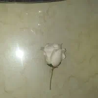 گل رز سفید|گل مصنوعی|تهران, خواجه نظام الملک|دیوار