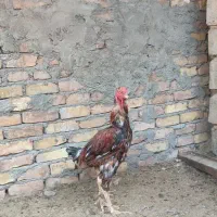 مرغ و خروس لاری