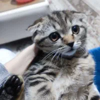 گربه  پدربرتیش مادر اسکاتیس