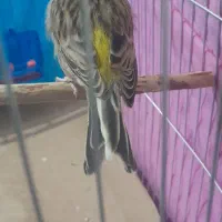 قناری‌‌سبز