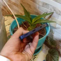 گوشی‌سامسونگ‌ A06|موبایل|ارومیه, |دیوار