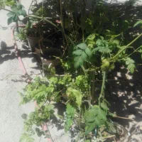 تعدادی گل یاس سفید|گل و گیاه طبیعی|فسا, |دیوار