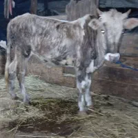 گوساله‌