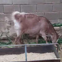 بز چهار ماه آوستن و کولار و یک عدد خروس لاری|حیوانات مزرعه|طبس, |دیوار