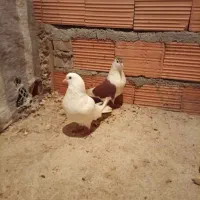 کبوتر نر و ماده