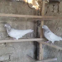 سلام خدمت عشقبازان