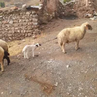 میش بره ۵عدد شک|حیوانات مزرعه|دره شهر, |دیوار