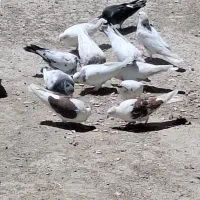 کفتر