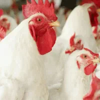 اجاره ی مرغداری ۱۰ هزار قطعه ای در آمل