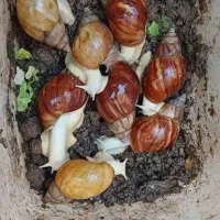 حلزون آچاتینا