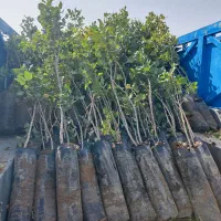 فروش نهال پسته