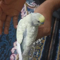 جفت مرغ عشق رینبو (رنگین کمانی)