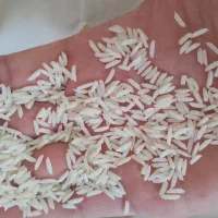 فروش ویژه تکی به قیمت عمده برنج طارم ایرانی اعلا