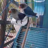 کتوله برزیلی ، پرنده|پرنده|پاکدشت, پاکدشت (مامازند)|دیوار