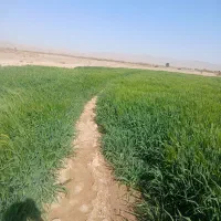 جوعلوفه ای|لوازم جانبی حیوانات|بیرجند, |دیوار