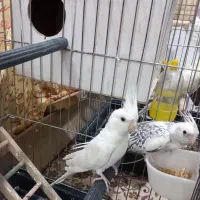 عروس هلندی زیبا