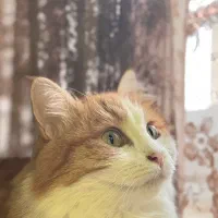 واگذاری گربه